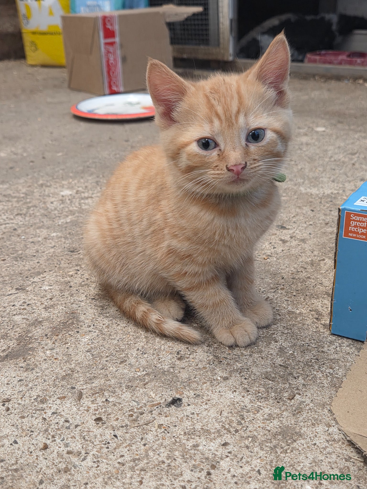 Mixed Breed cats for sale: Farm Kittens  - Advert 2