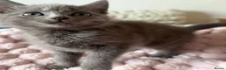 Mixed Breed cats for sale: British Short Hair Cross Kitten  - Advert 9