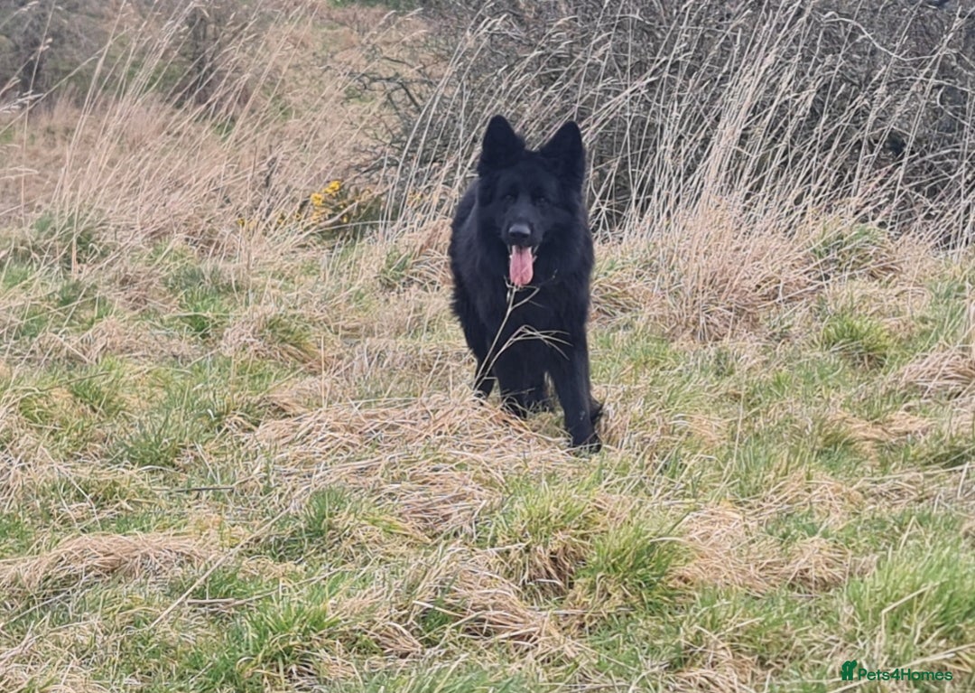 German Shepherd dogs for sale: KC, Top Quality Long Hair GSD Puppies  - Advert 16