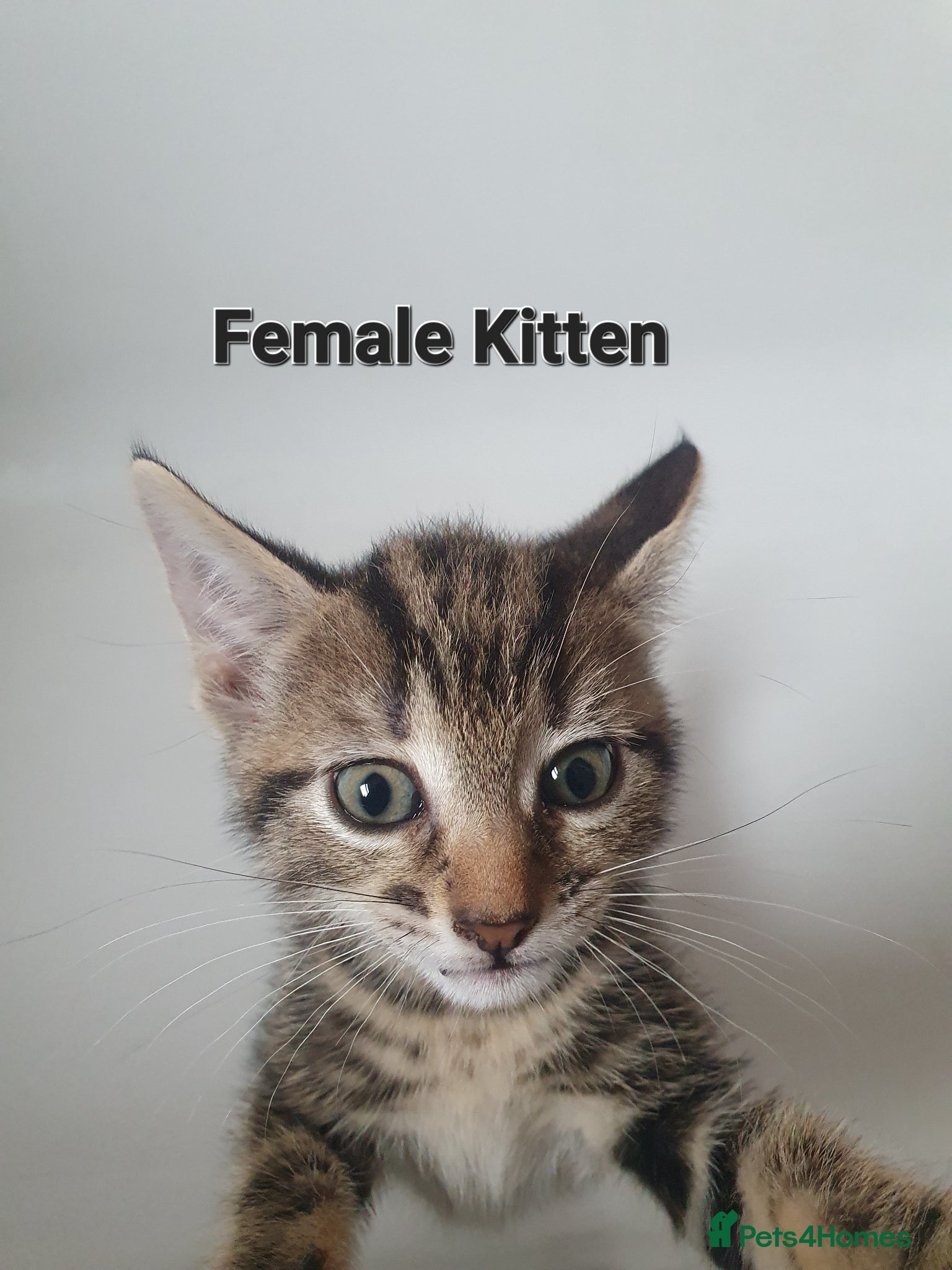 Mixed Breed cats Tabby Kittens For Sale! - Advert 3