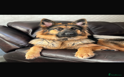 German Shepherd dogs for sale: Pure breed German Shepherd puppies  - Image 7