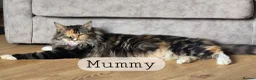 Maine Coon cats for sale: READY AUGUST- Tica Pedigree Maine Coons - Advert 10
