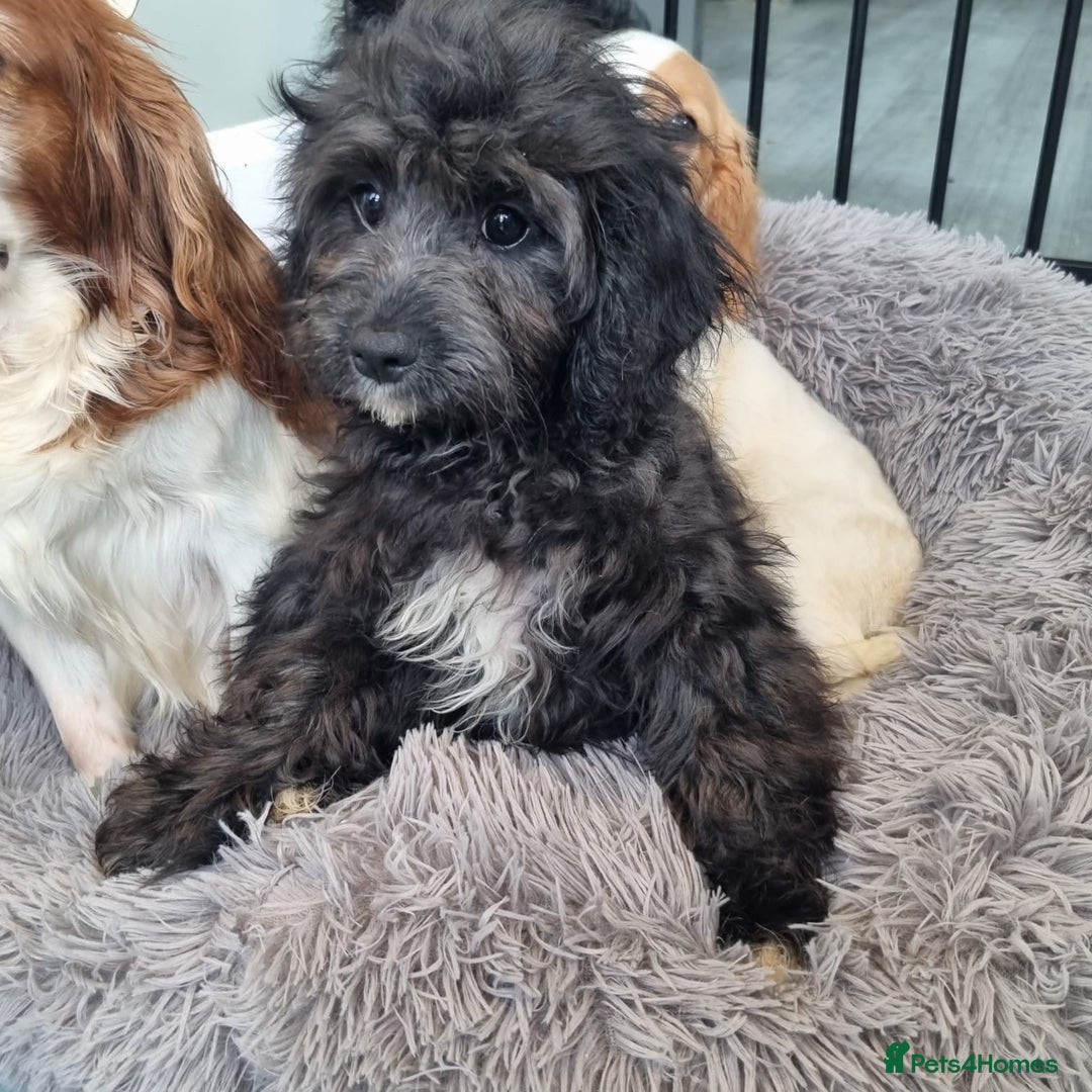 Cavapoo dogs for sale: F1 Cavapoo puppies - Image 3