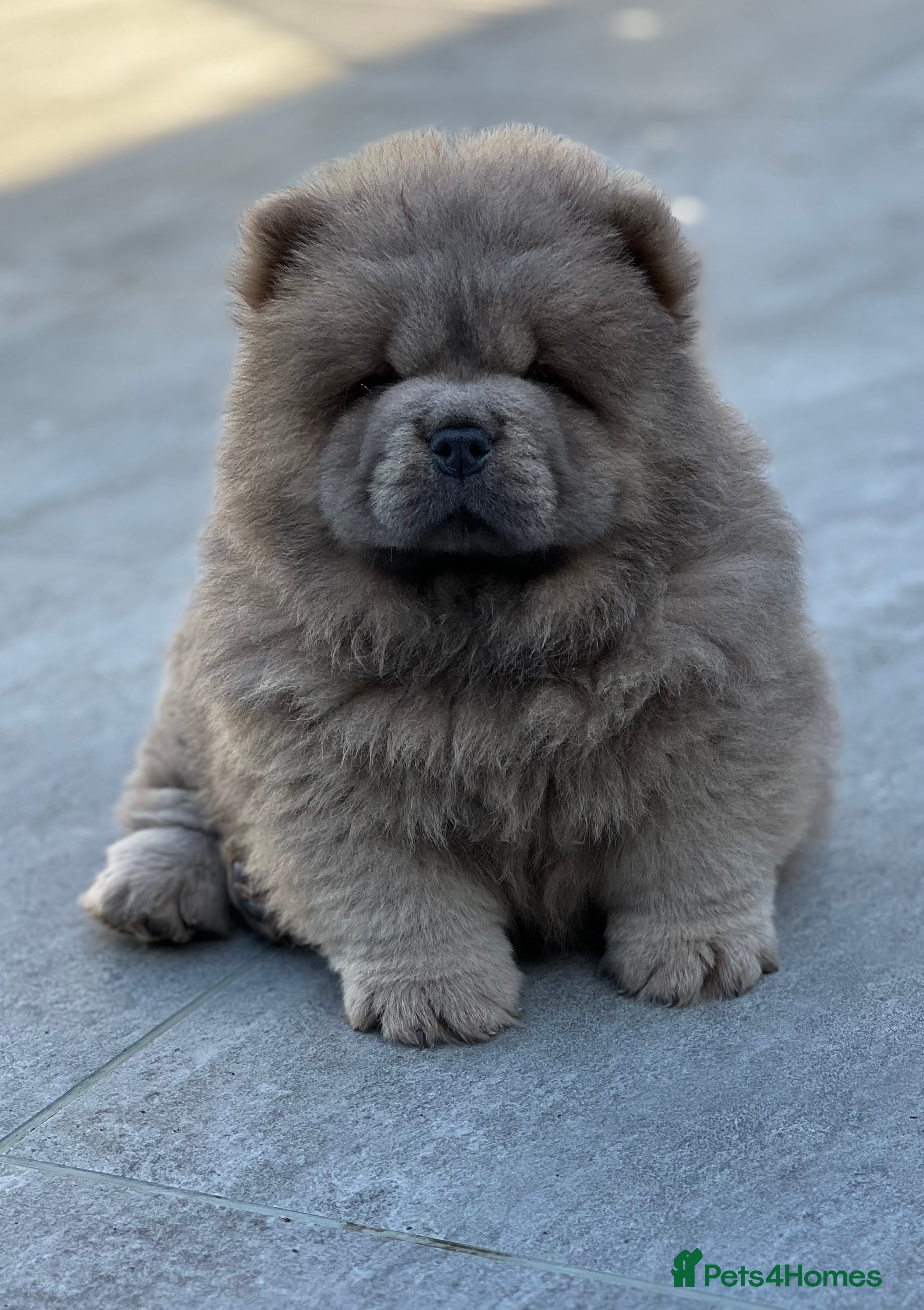 Chow Chow dogs 🧸🧸Beautiful Chow Chow Puppies🧸🧸 - Advert 5