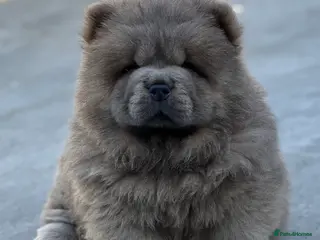 Chow Chow dogs 🧸🧸Beautiful Chow Chow Puppies🧸🧸 - Advert 5