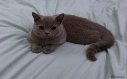 British Shorthair cats for sale: Male British shorthair kitten  - Image 1