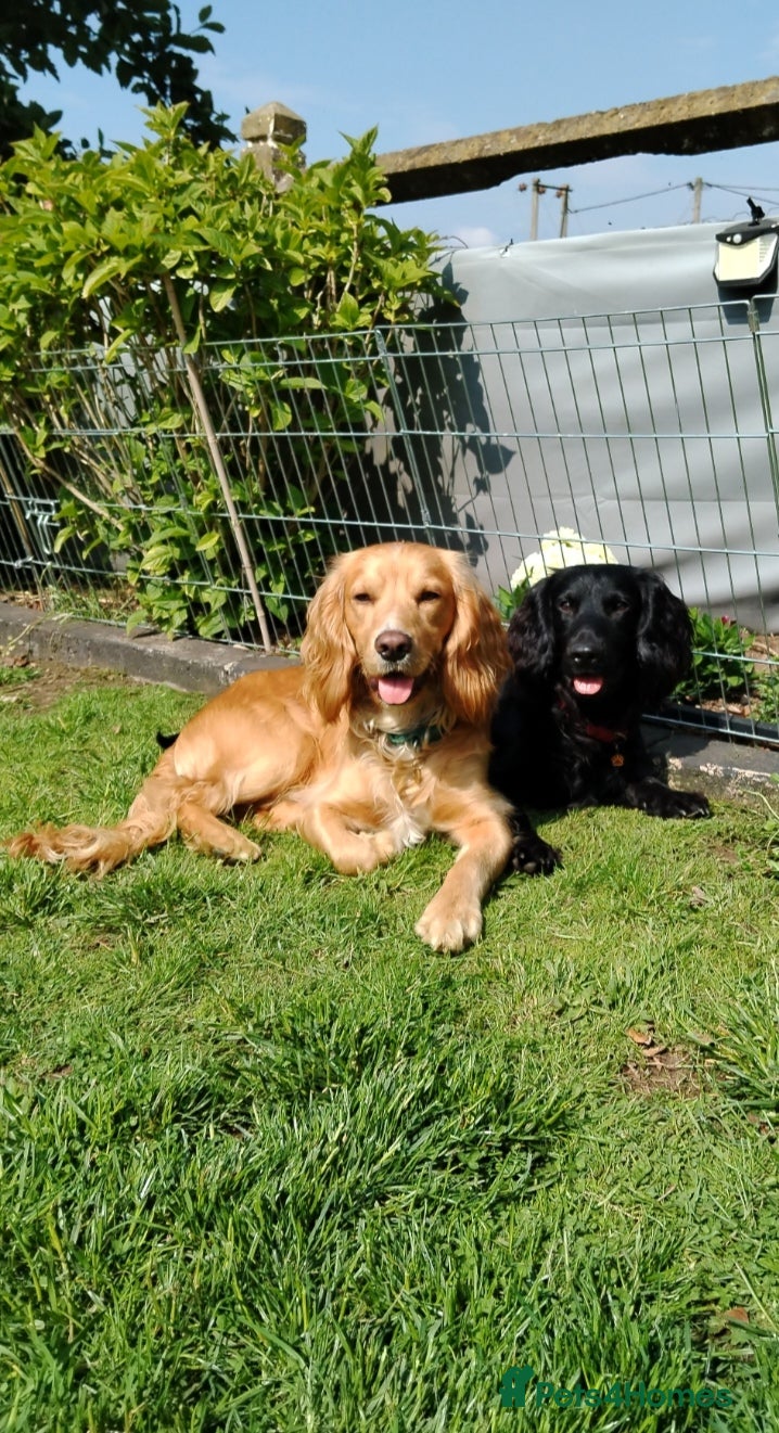 Cocker Spaniel dogs Health Tested KC Cocker Spaniel  - Advert 22