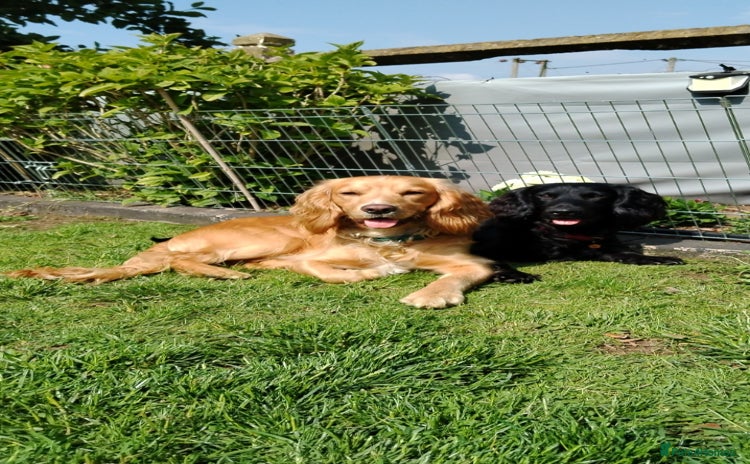 Cocker Spaniel dogs - Advert 2
