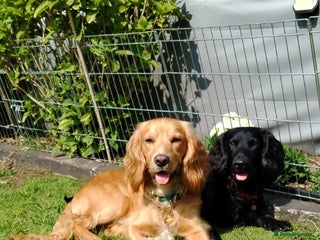 Cocker Spaniel dogs - Advert 10