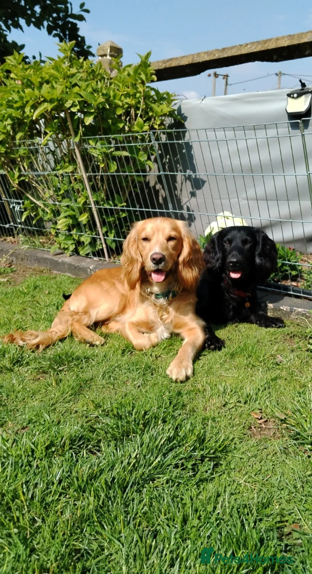 Cocker Spaniel dogs for stud: Health Tested KC Cocker Spaniel  - Advert 2