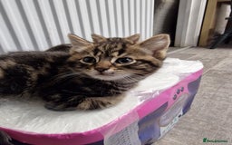 Mixed Breed cats for sale: Ready to leave now  - Advert 1