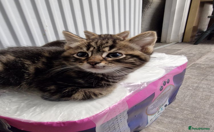 Mixed Breed cats Ready to leave now  - Advert 4