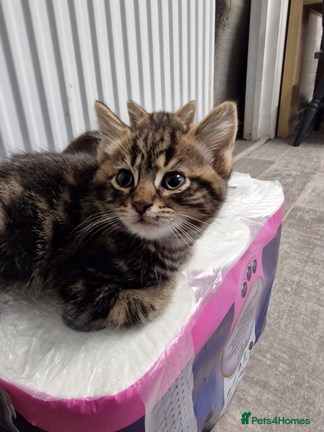 Mixed Breed cats for sale: Ready to leave now  - Advert 1