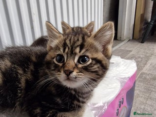 Mixed Breed cats for sale: Ready to leave now - Advert 1