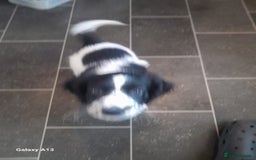 Springador dogs for sale: Ready to leave 😀 - Image 9