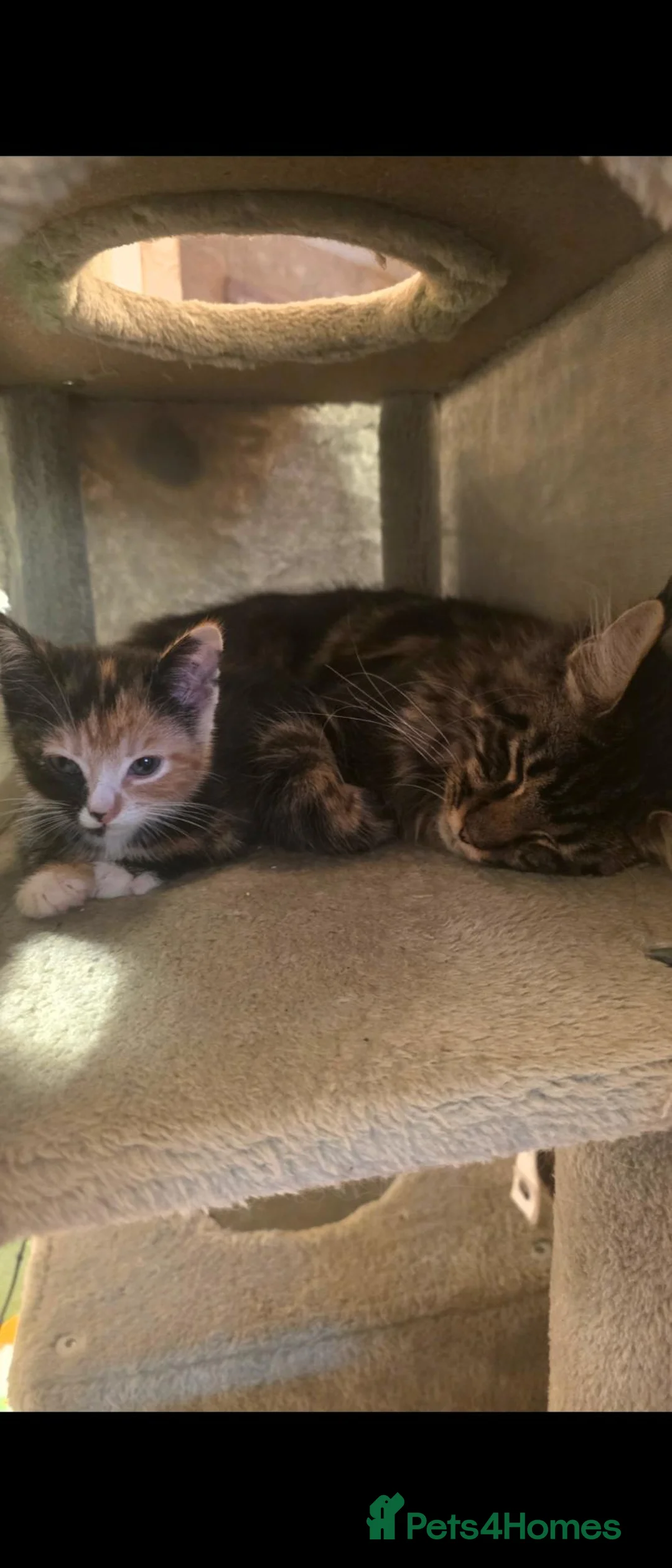 Maine Coon cats for sale: Rare polydactyl maincoon calico  - Advert 1