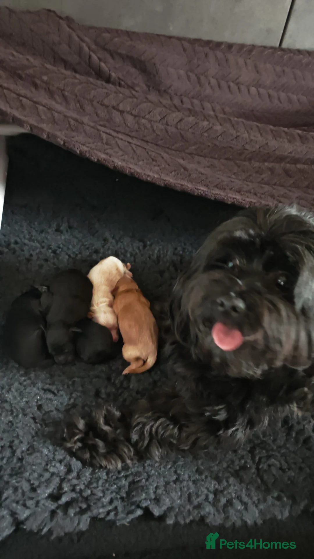 Shihpoo dogs for sale: Baby Schoodles  - Advert 11