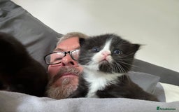 Mixed Breed cats for sale: two beautiful family raised kittens  - Image 7