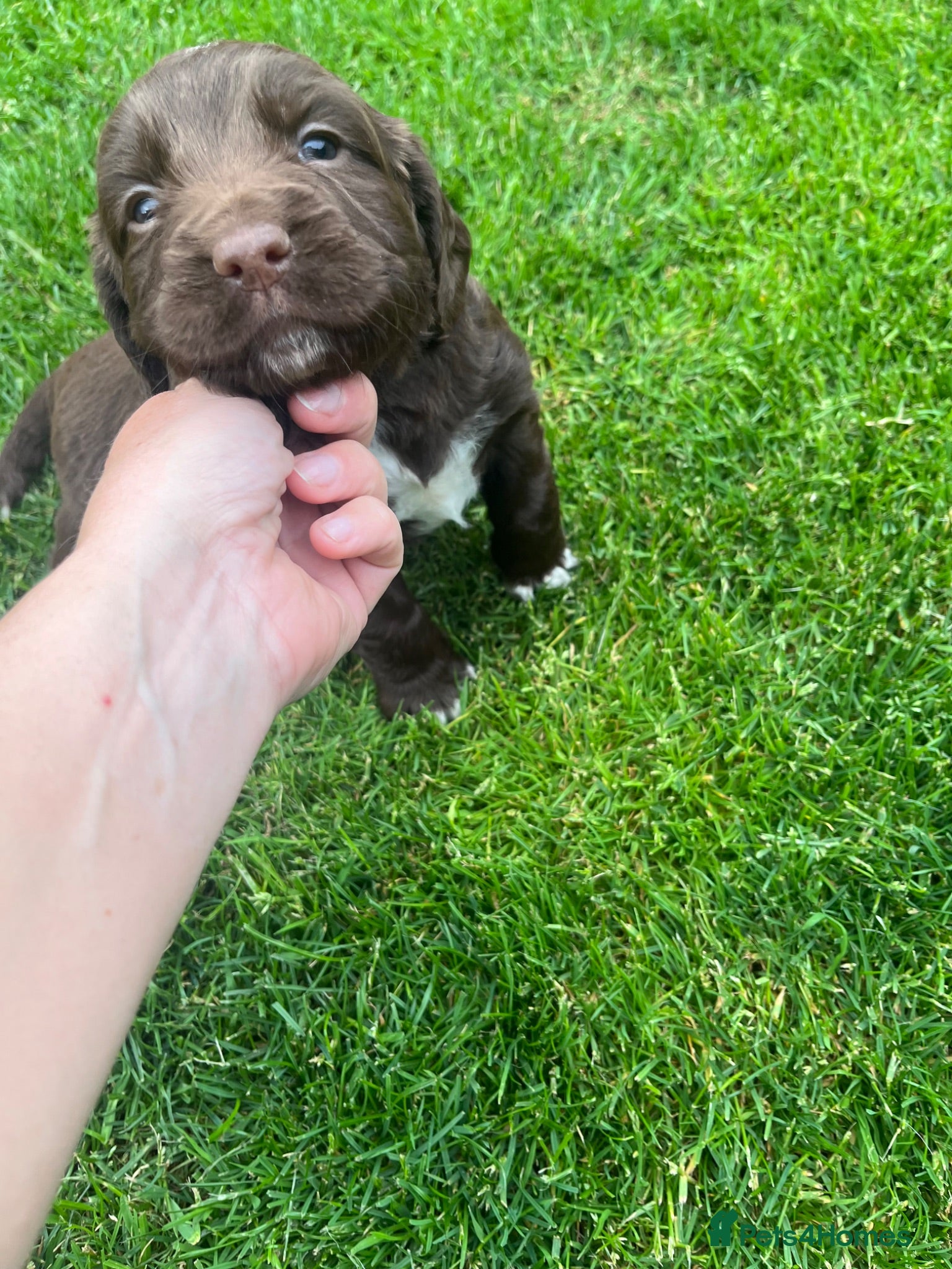 Sprocker dogs Beautiful sprocker puppies  - Advert 1