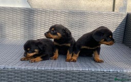 Rottweiler dogs for sale: Beautiful Rottweilers - Image 12