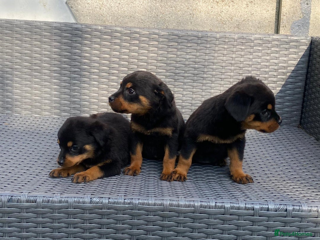 Rottweiler dogs for sale: Beautiful Rottweilers - Image 12