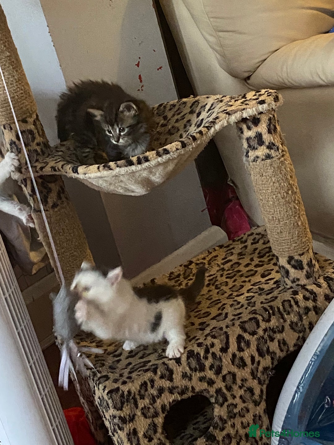 British Shorthair cats for sale: Ready for a loving home now  - Image 17