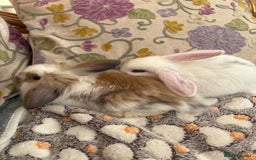 Mini Lop rabbits for sale: Indoor raised Mini lops and lion lops ~vaccinated  - Image 5
