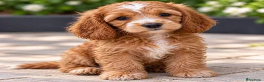 Cockapoo 3