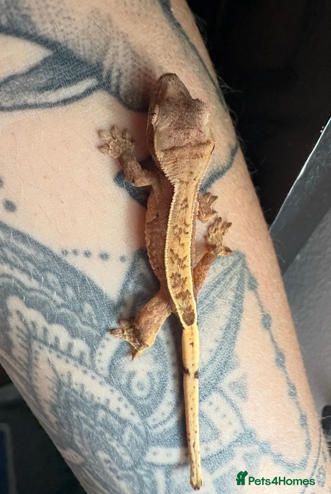 Gecko reptiles for sale: Crested Gecko Babies - Advert 2