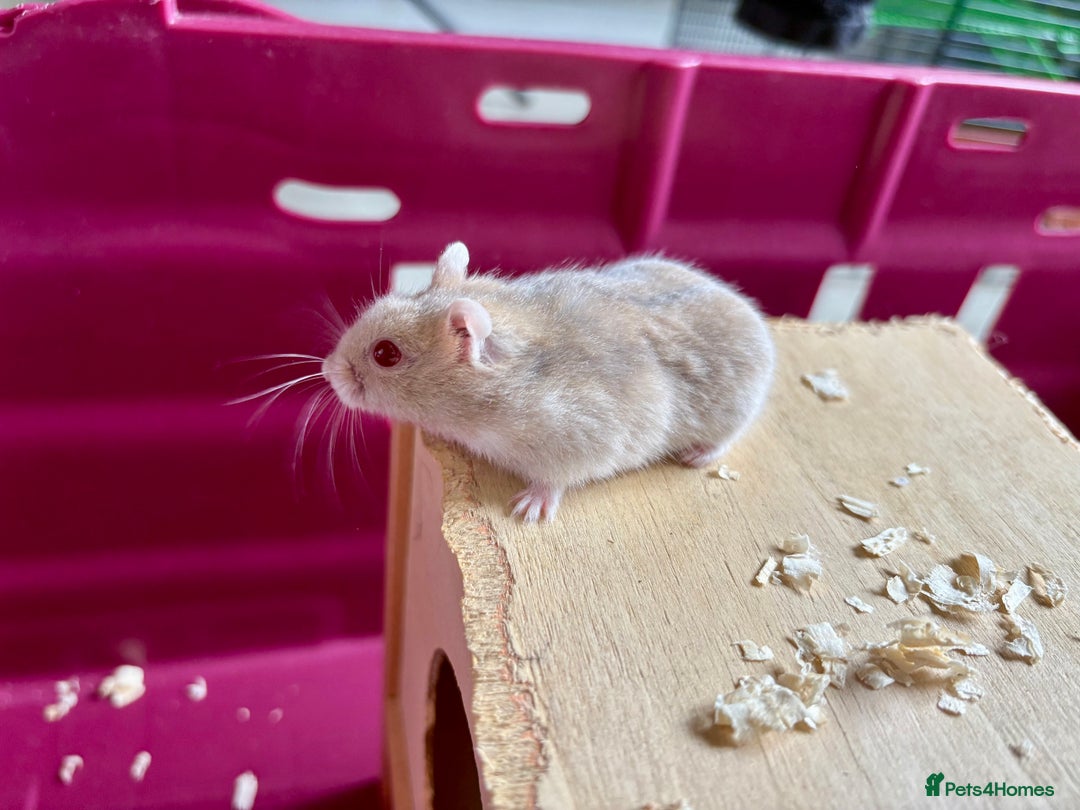Hamster rodents for sale: Female winter white dwarf hamsters - Image 11