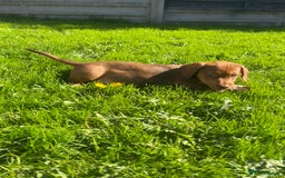 Miniature Dachshund dogs for sale: Miniature Dachshund Boys and Girls - Image 32