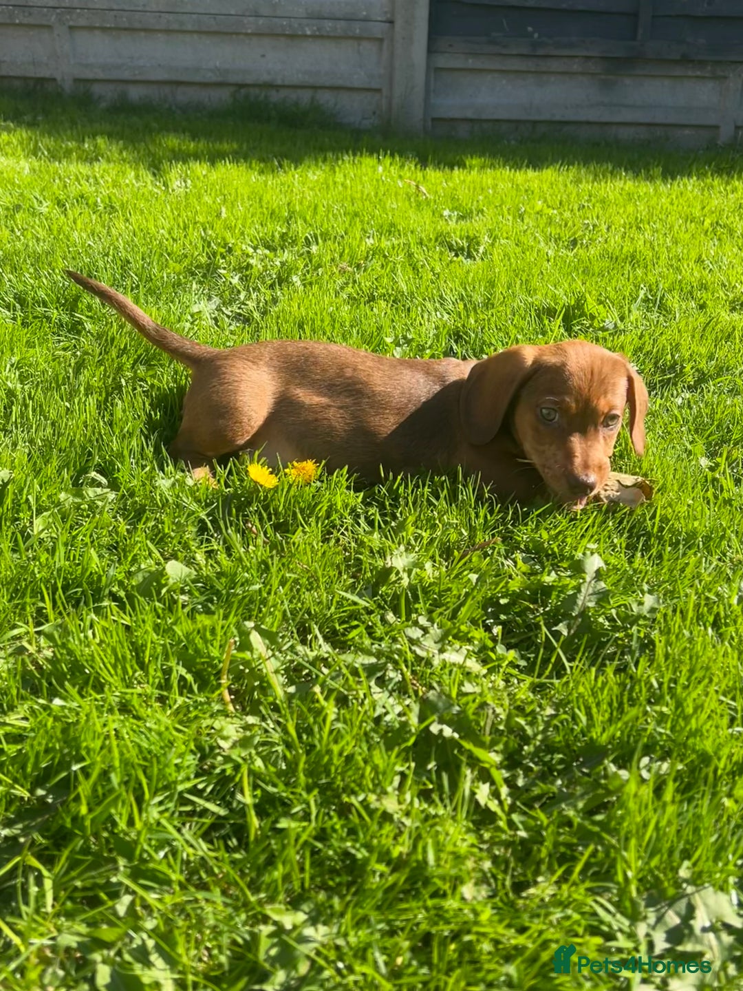 Miniature Dachshund dogs for sale: Miniature Dachshund Boys and Girls - Image 32
