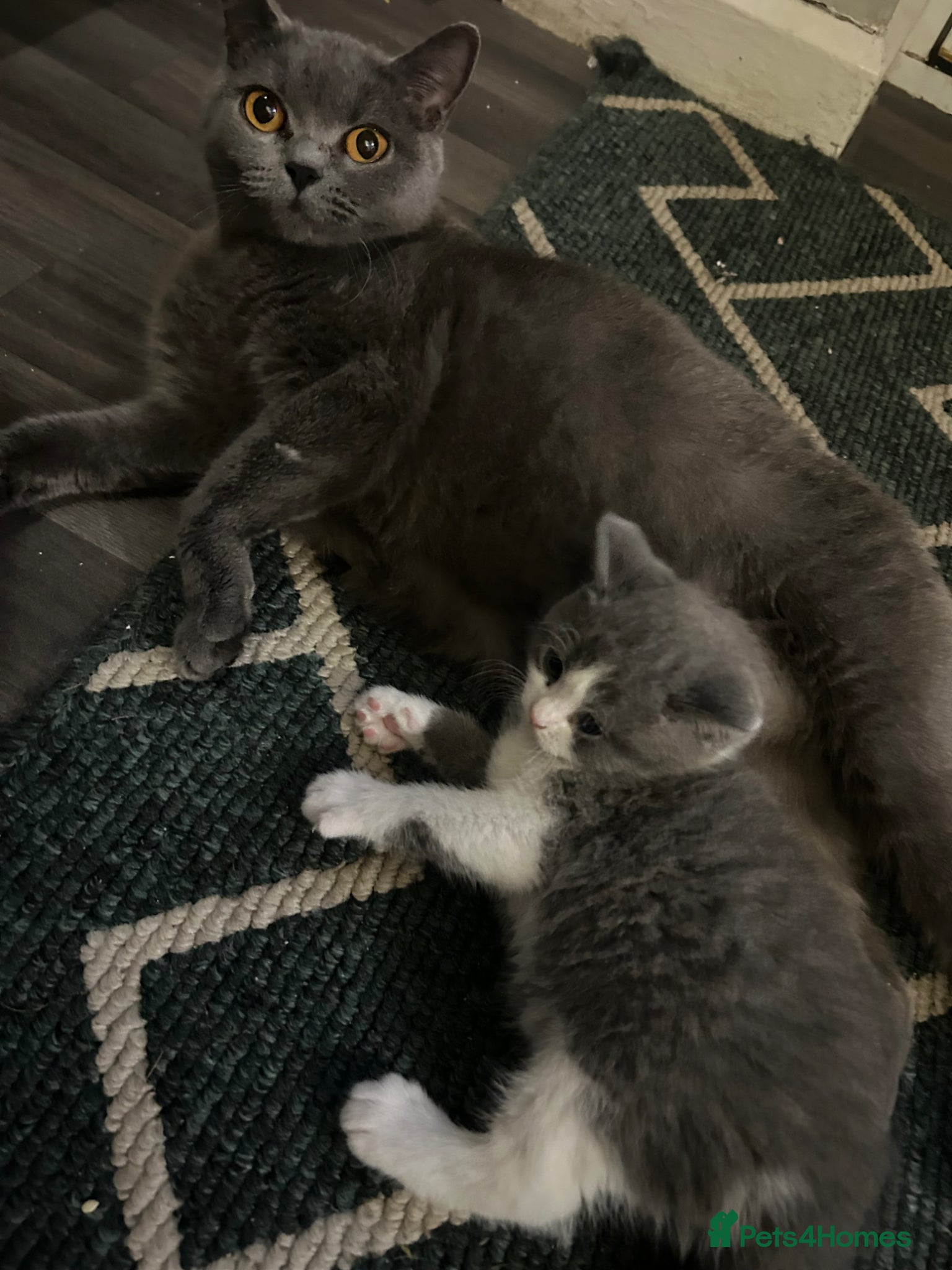 British Shorthair cats British shorthair kittens  - Advert 1