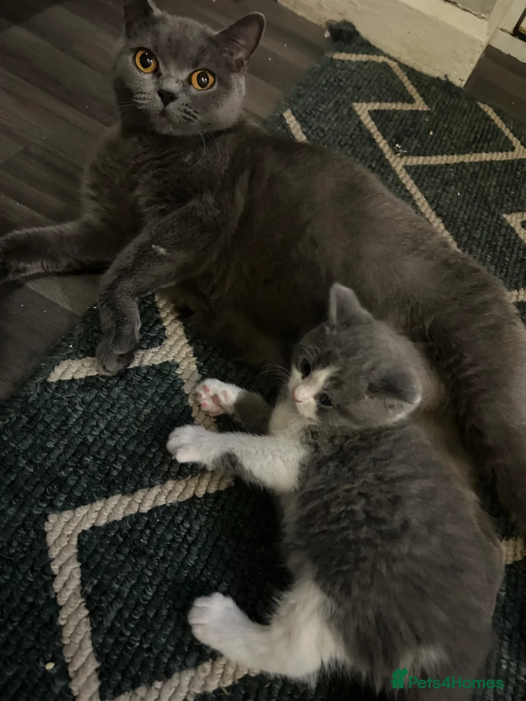 British Shorthair cats for sale: British shorthair kittens  - Advert 1