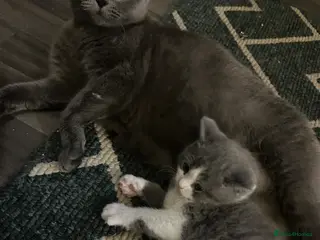 British Shorthair cats British shorthair kittens - Advert 1