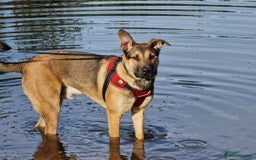 German Shepherd dogs for sale: German Shepherd Boy for sale (3 years old) - Image 2