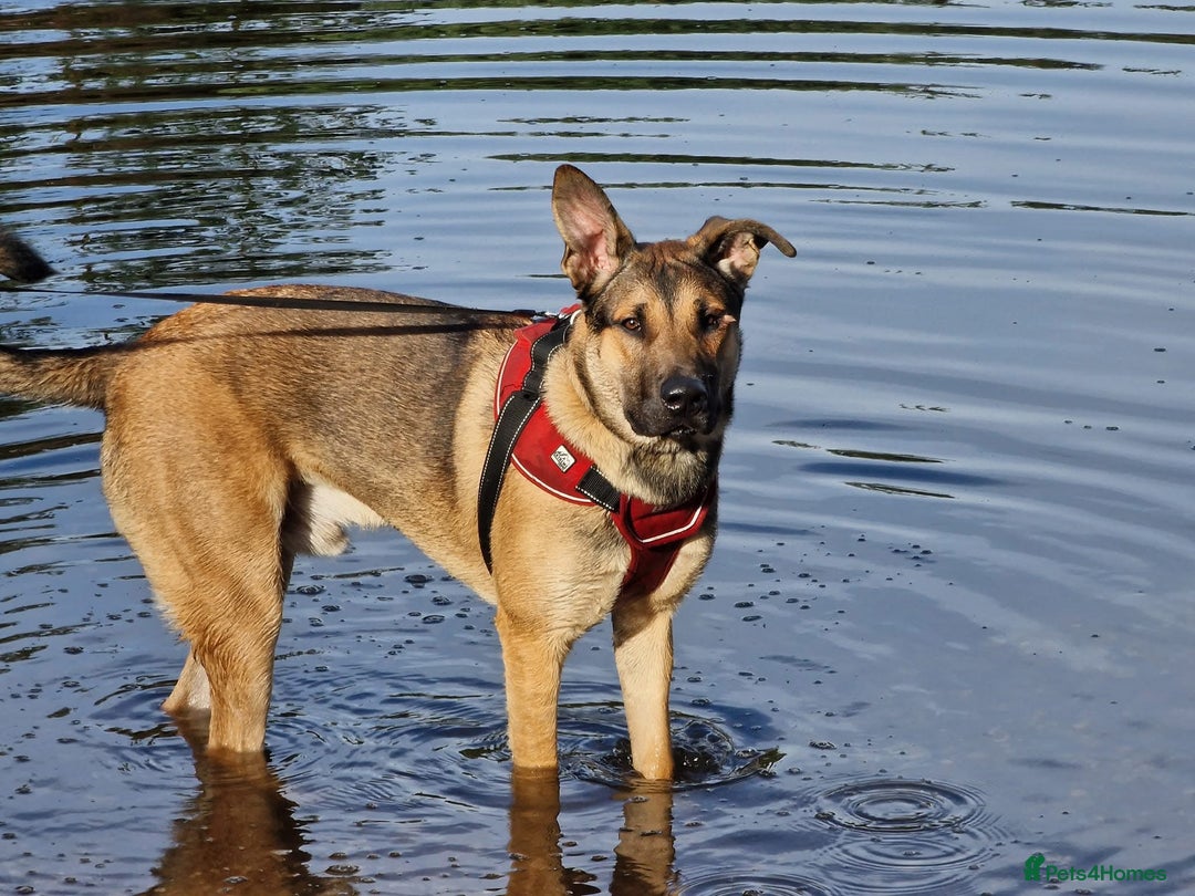 German Shepherd dogs for sale: German Shepherd Boy for sale (3 years old) - Image 2