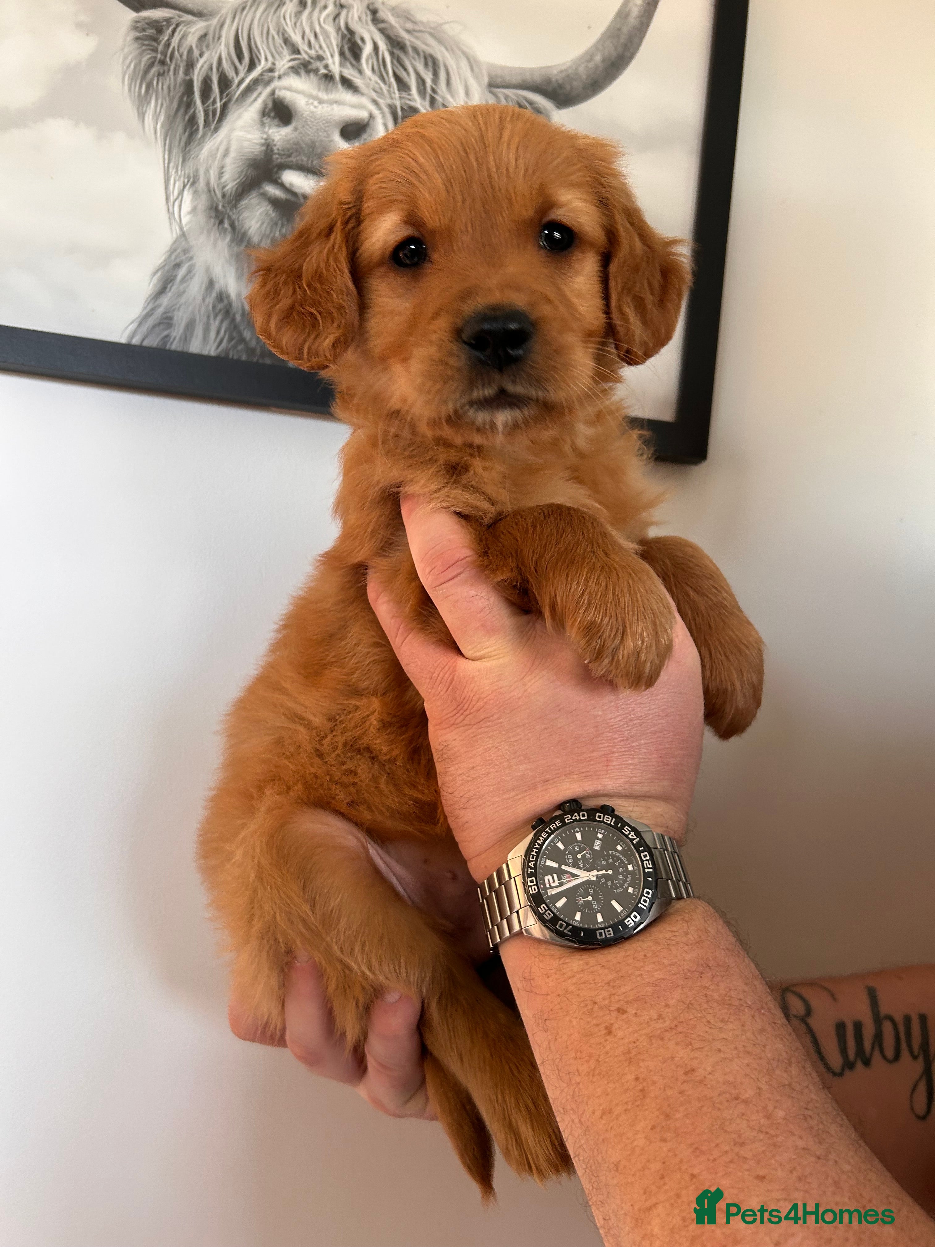 Golden Retriever dogs Dark Working Golden Retriever puppies - Advert 2