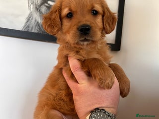 Golden Retriever dogs Dark Working Golden Retriever puppies - Advert 2