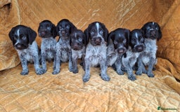 German Wirehaired Pointer dogs for sale: Quality German wirehaired pointer pups. - Image 2