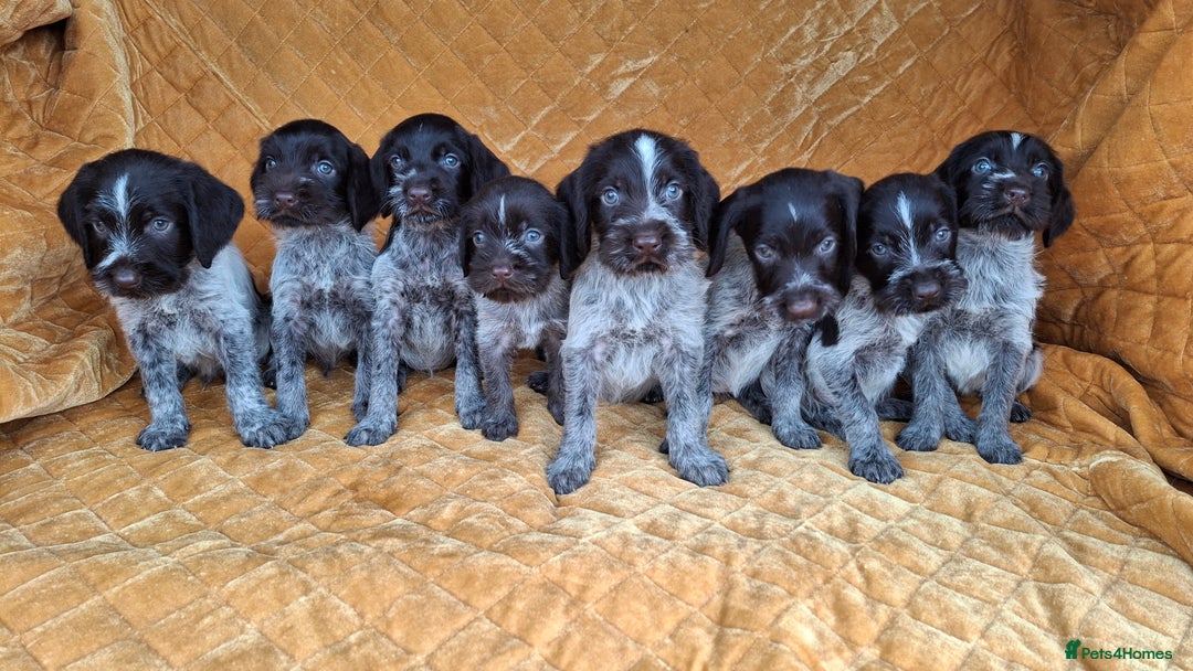 German Wirehaired Pointer dogs for sale: Quality German wirehaired pointer pups. - Image 2