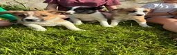 Border Collie dogs for sale: Beautiful Border Collie Puppies in Llanwrda - Advert 11