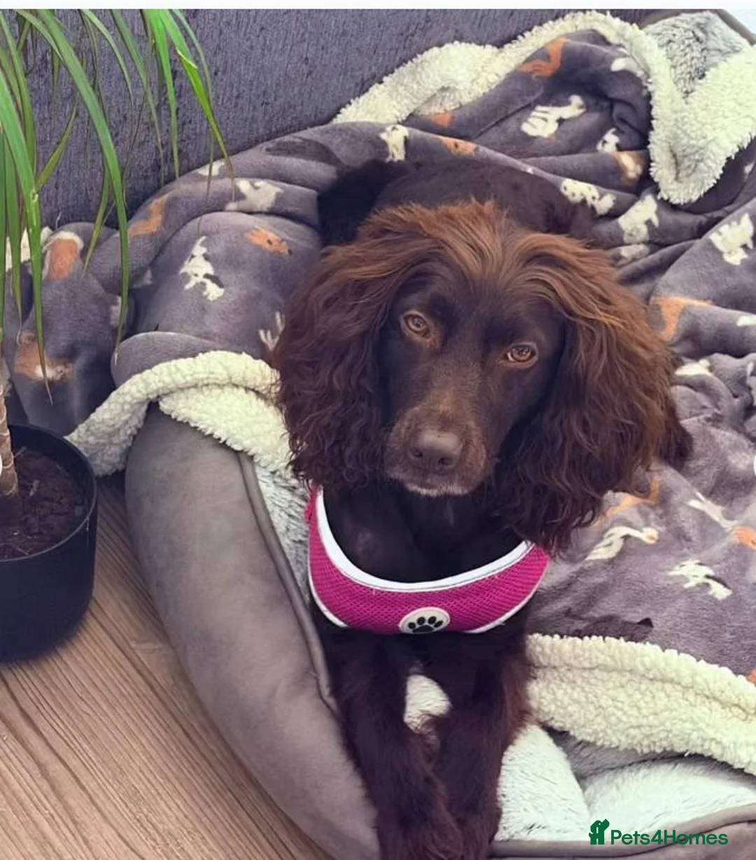 Cocker Spaniel dogs for sale: Ivy - the perfect Dog in Aberdeen - Advert 1