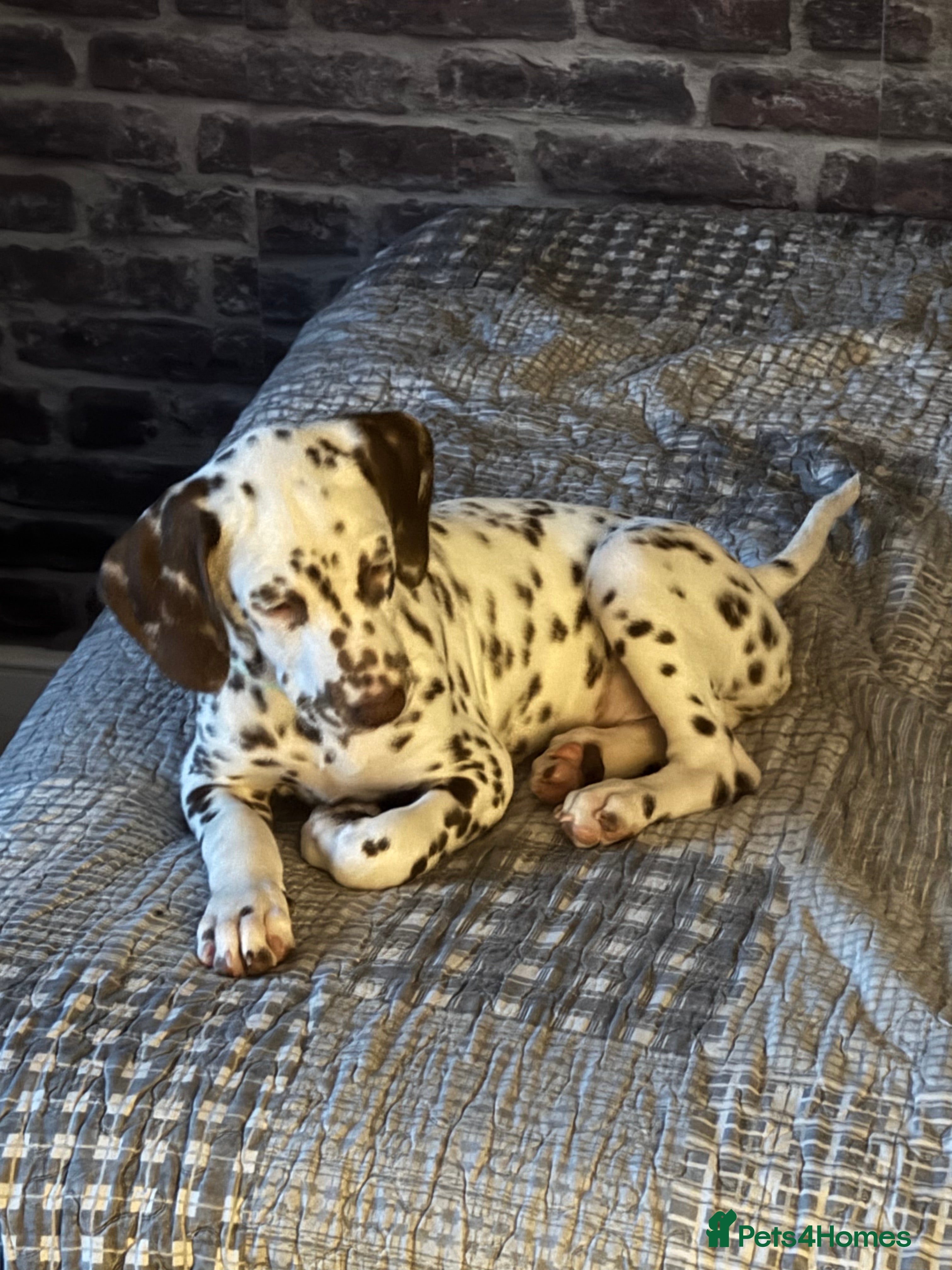 Dalmatian dogs 1 liver boy left!!! (KC Registered dalmatian pups) - Advert 17