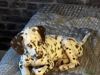 Dalmatian dogs 1 liver boy left!!! (KC Registered dalmatian pups) - Advert 17