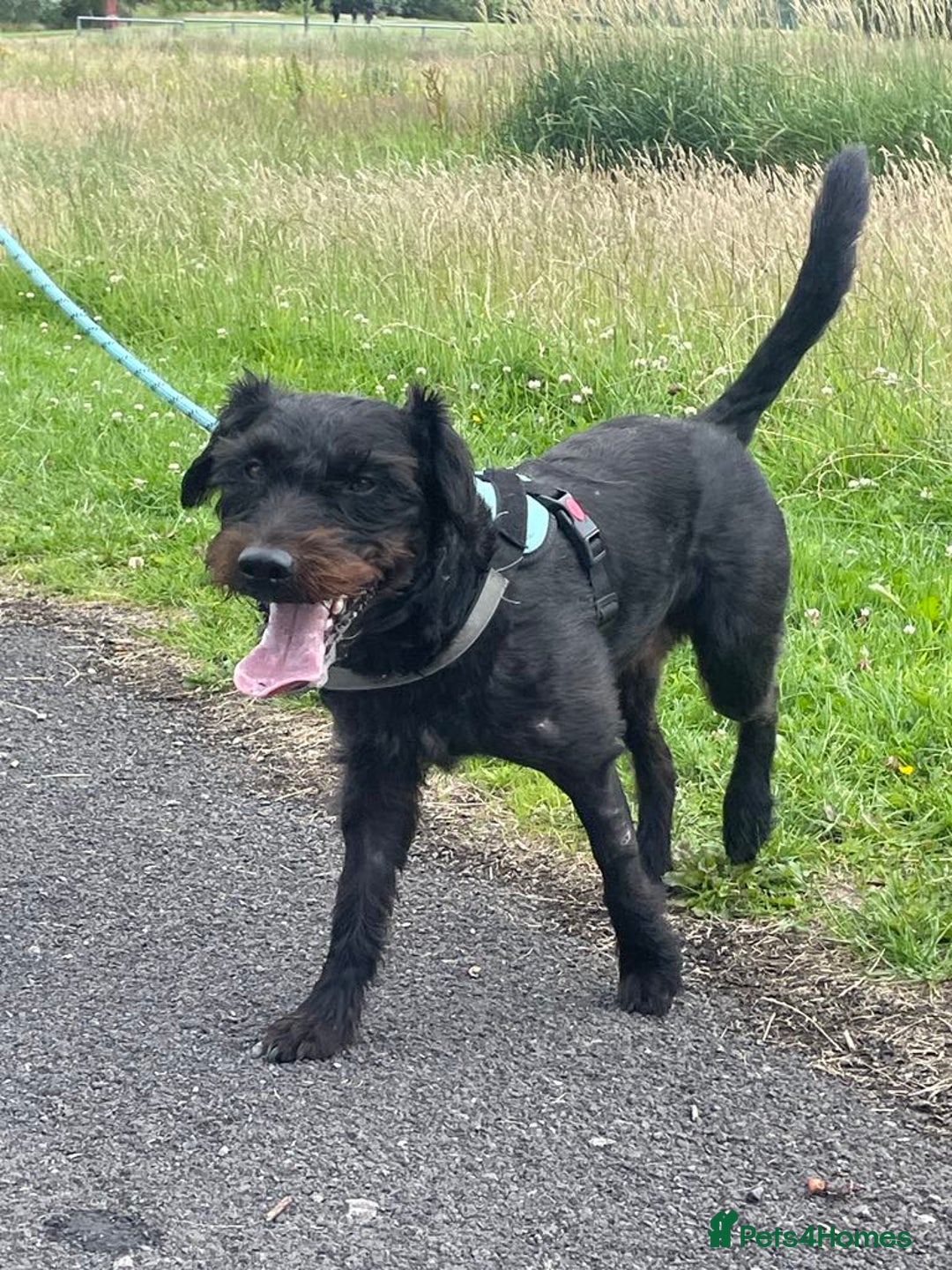 Patterdale Terrier dogs for sale: Patterdale terrier needs loving home  - Image 5