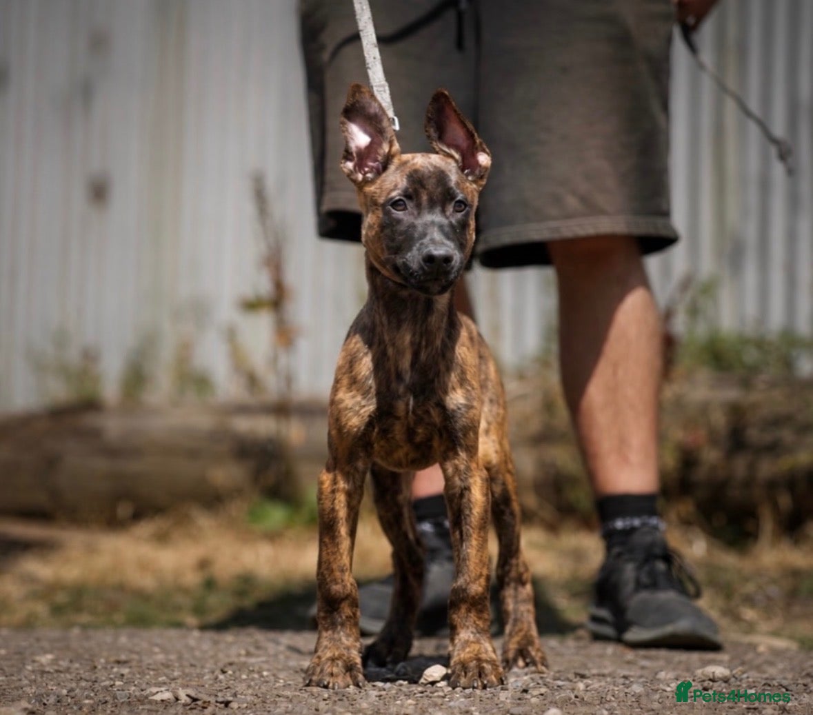 Belgian Shepherd Dog dogs for sale: Dutch Herder Puppy - Advert 13