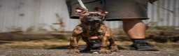 Belgian Shepherd Dog dogs for sale: Dutch Herder Puppy in Brackley - Advert 1