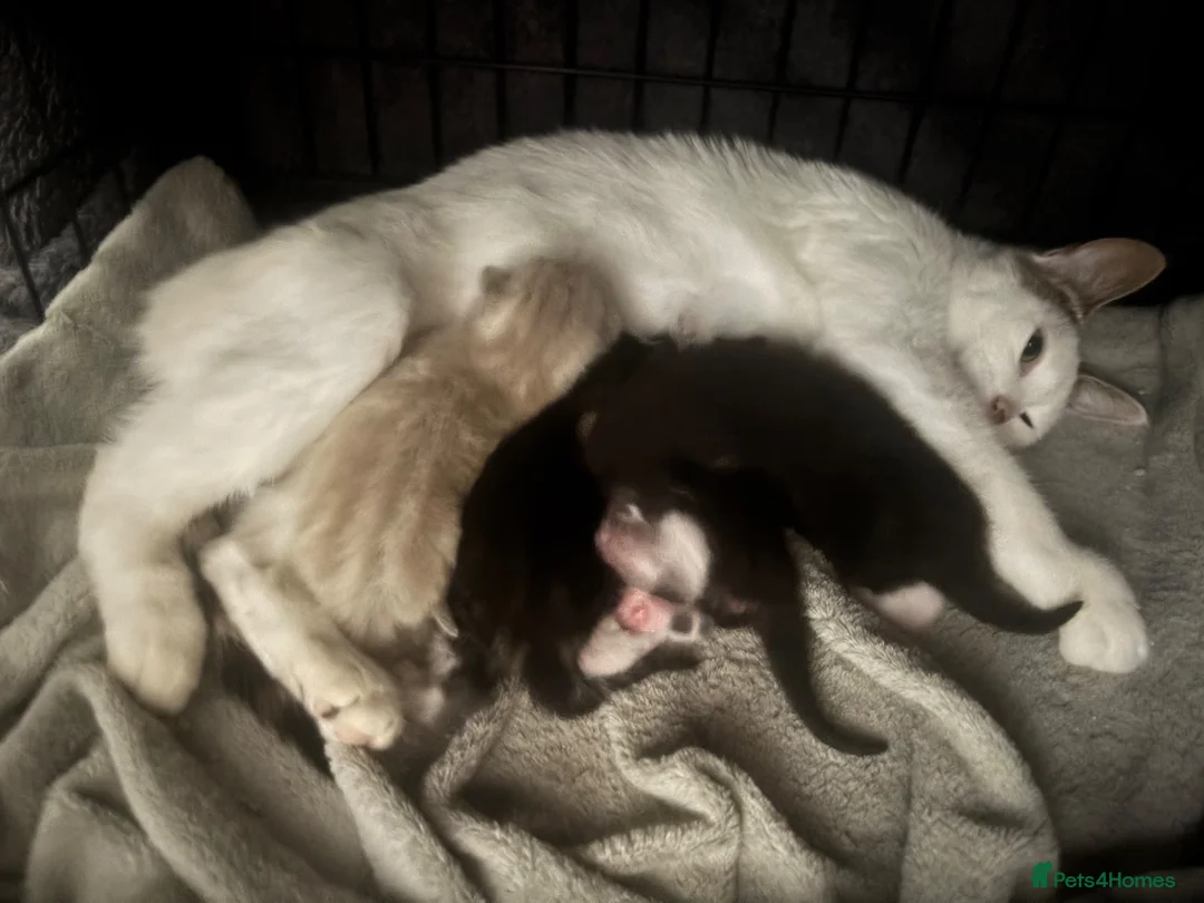 Mixed Breed cats for sale: Champaign/black and white kittens  - Advert 2