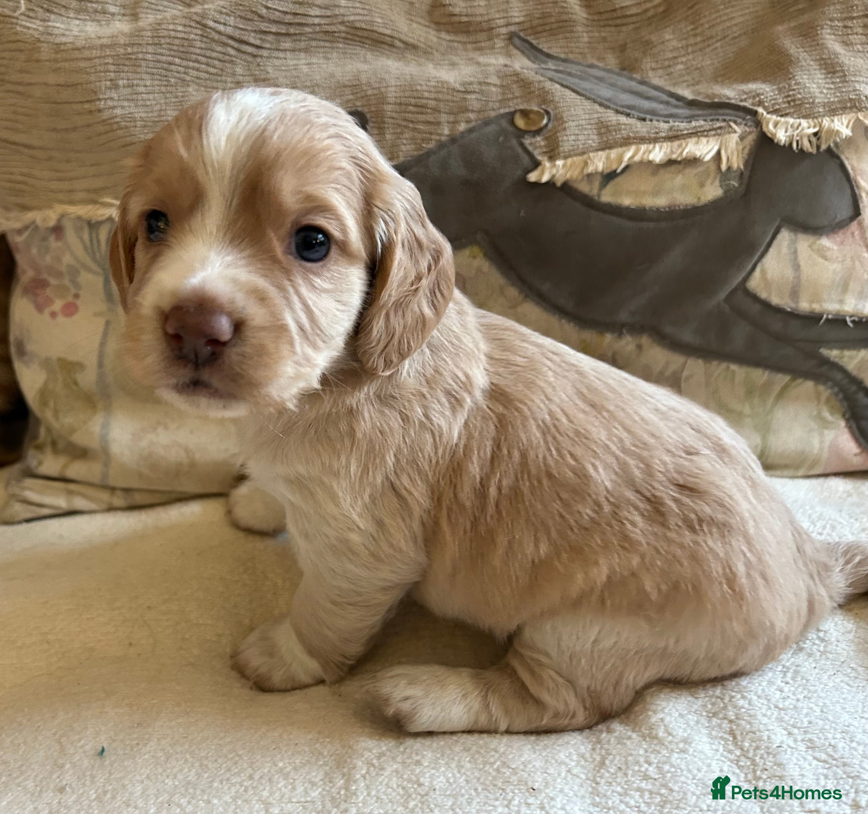Cocker Spaniel dogs STUNNING WORKING COCKER SPANIEL PUPS - Advert 7